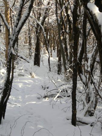 Sentier sous la neige