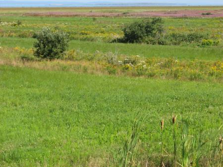 Prairie