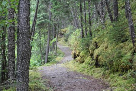 Sentier gravelé sur 1 km