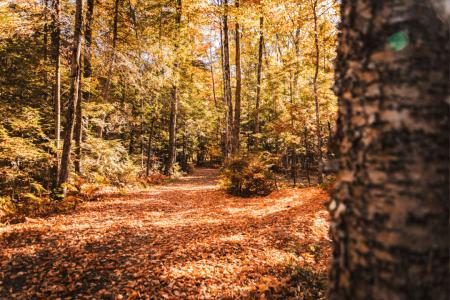Sentiers d'automne